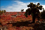 Islas Plazas - Galapagos Islands